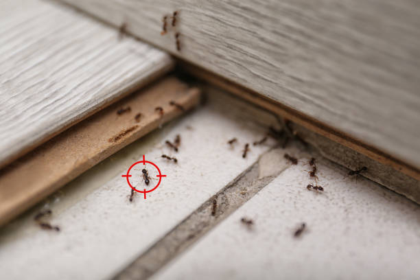 Best Best Pest Control Companies  in Cokato, MN