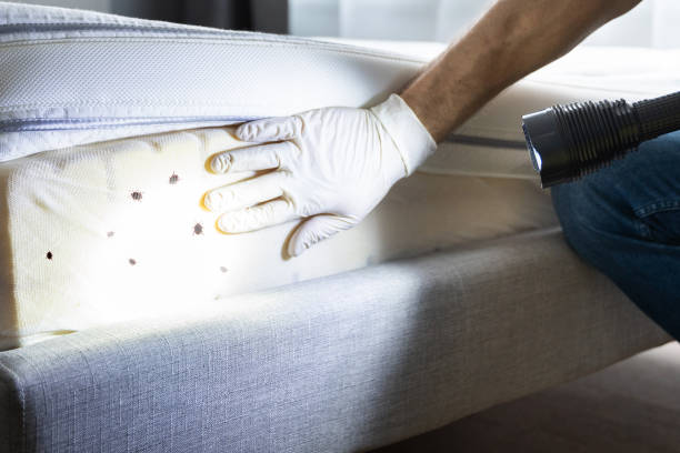 Best Insect Control  in Cokato, MN