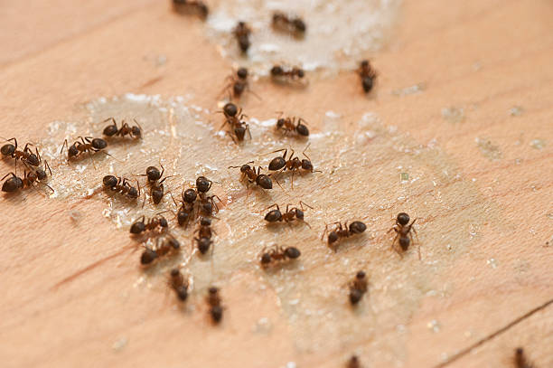 Best Cockroach Control Services  in Cokato, MN