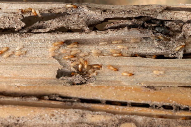 Best Termite Control Services  in Cokato, MN
