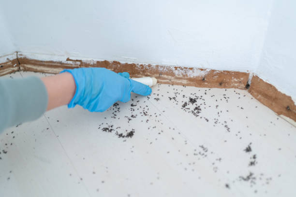Best Wasp Removal Services  in Cokato, MN